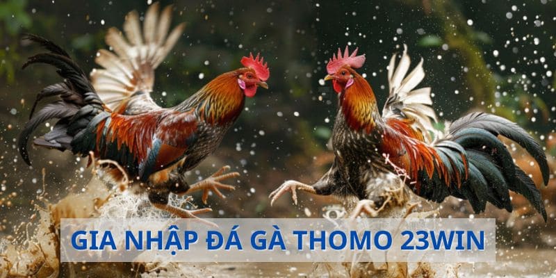 Cách đăng ký đá gà thomo 23win