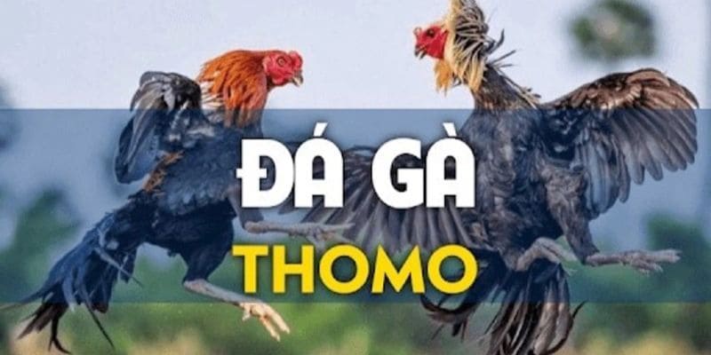 Đá gà thomo 23win